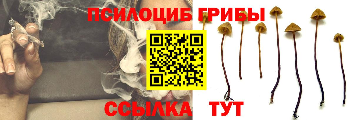 Алейск  Псилоцибиновые грибы Psilocybe  Вход с VPN 